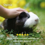 1.5kg Karma Premium dla Świnki Morskiej 7
