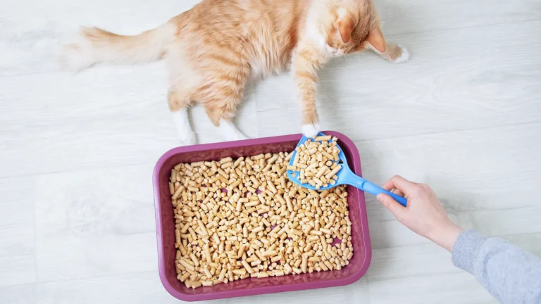 Kot leżący obok kuwety dla kota z drewnianym żwirkiem zbrylającym