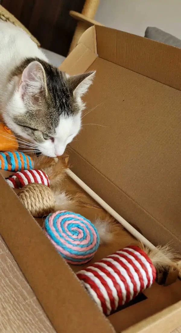 wedka-dla-kota-z-zabawkami-10.jpg wedka-dla-kota-z-zabawkami-10.jpg